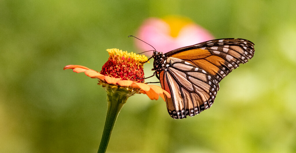 Monarch Butterfly! by rickster549