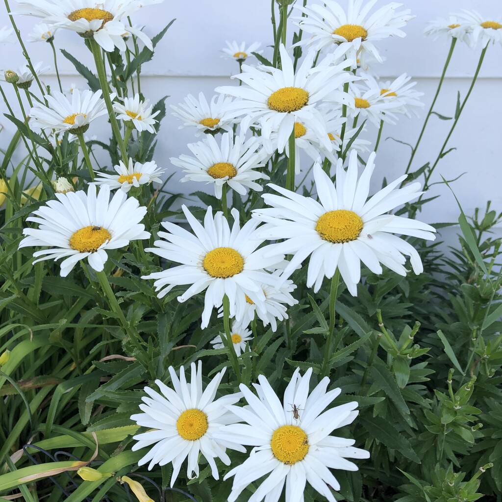 Daisies at our Neighbours  by dailypix