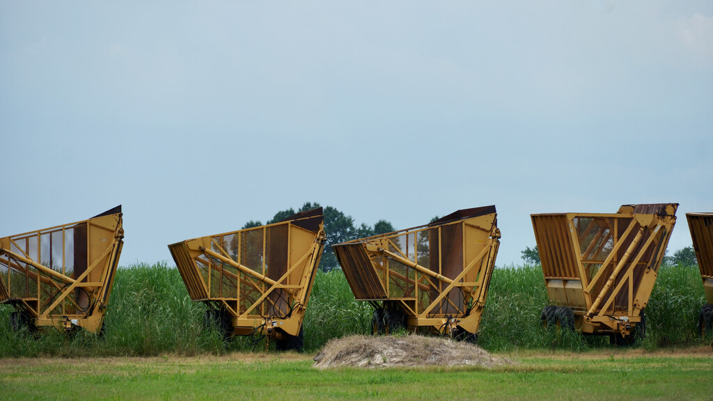 Waiting for harvest by eudora