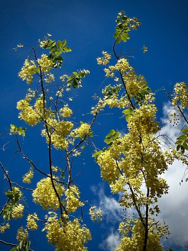 Golden Shower Tree by frodob