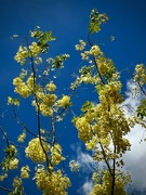 16th Jul 2024 - Golden Shower Tree