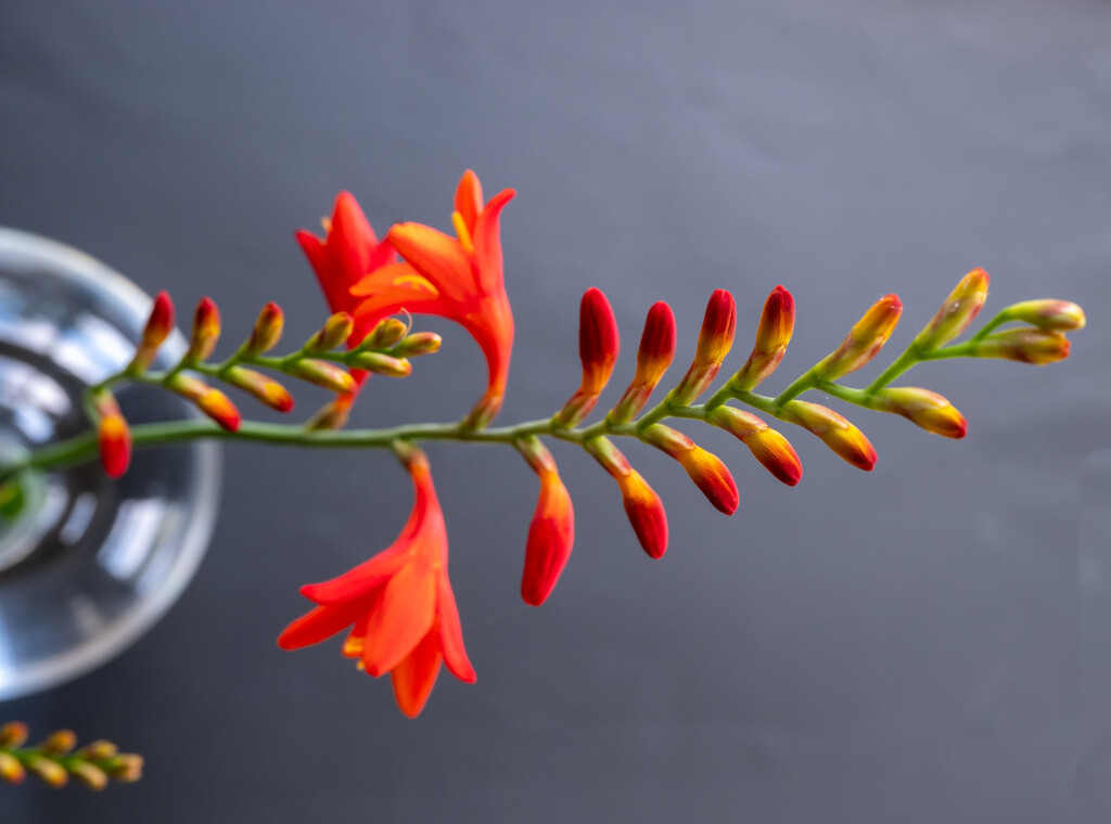 Crocosmia by monicainnara