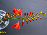 16th Jul 2024 - Crocosmia