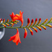 Crocosmia by monicainnara