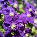 Clematis by kwind