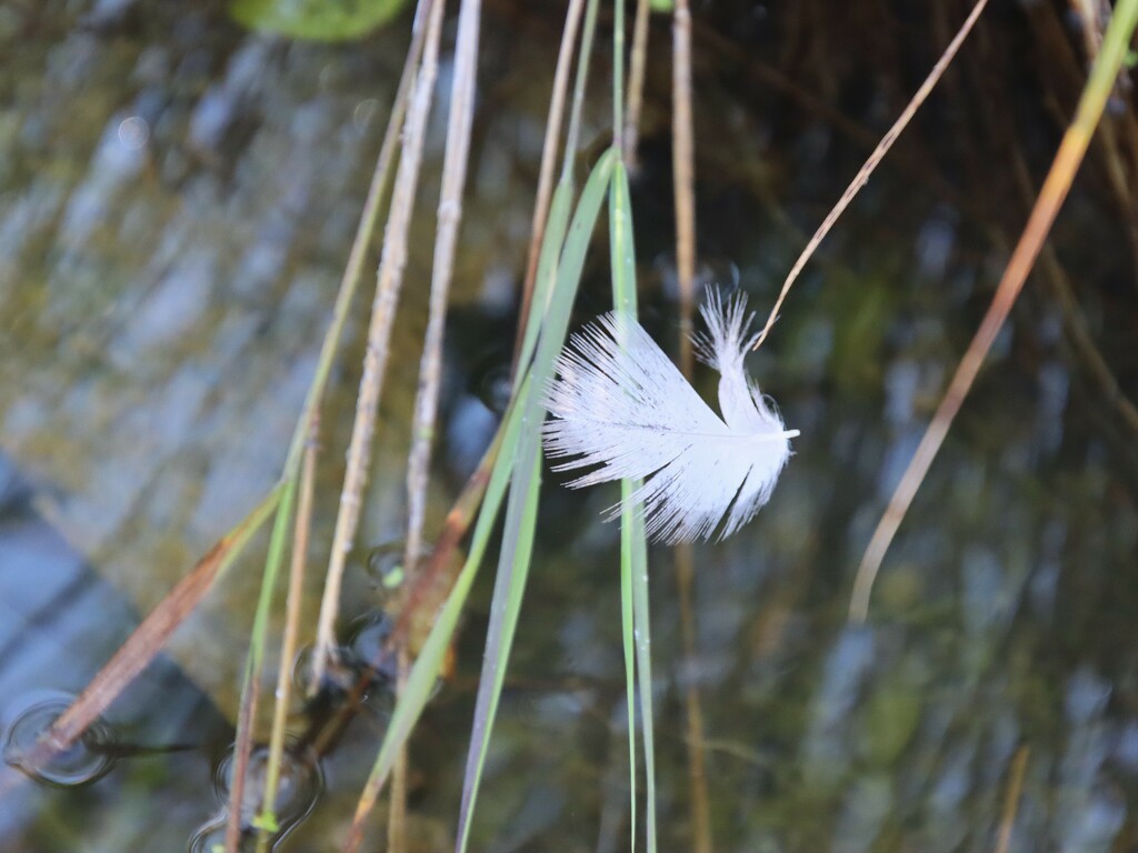 Feather by edorreandresen