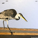 Heron (painting) by stuart46