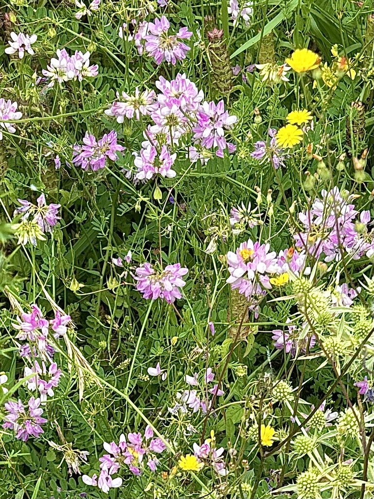 An abundance of wildflowers by beverley365