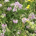 An abundance of wildflowers by beverley365