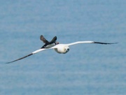 15th Jul 2024 - Photo bombed by a Puffin!!!!