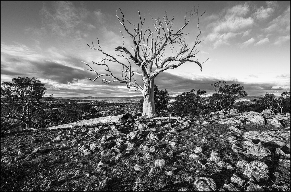 The tree on the ridge  by mortmanphotography