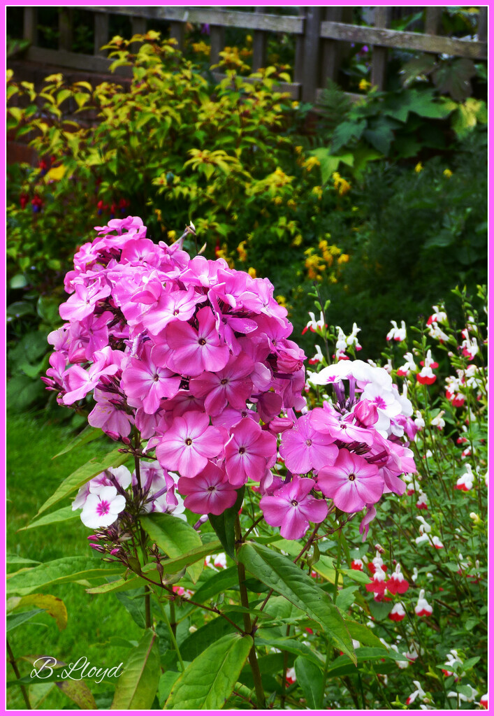 Pink  Phlox . by beryl