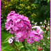 Pink  Phlox . by beryl