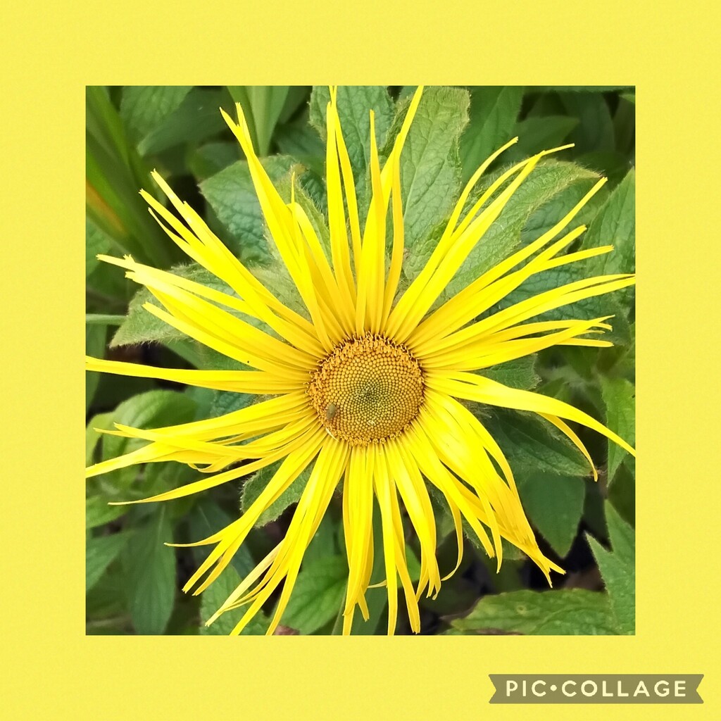 Yellow beauty. Inula, a herbaceous perennial. by grace55