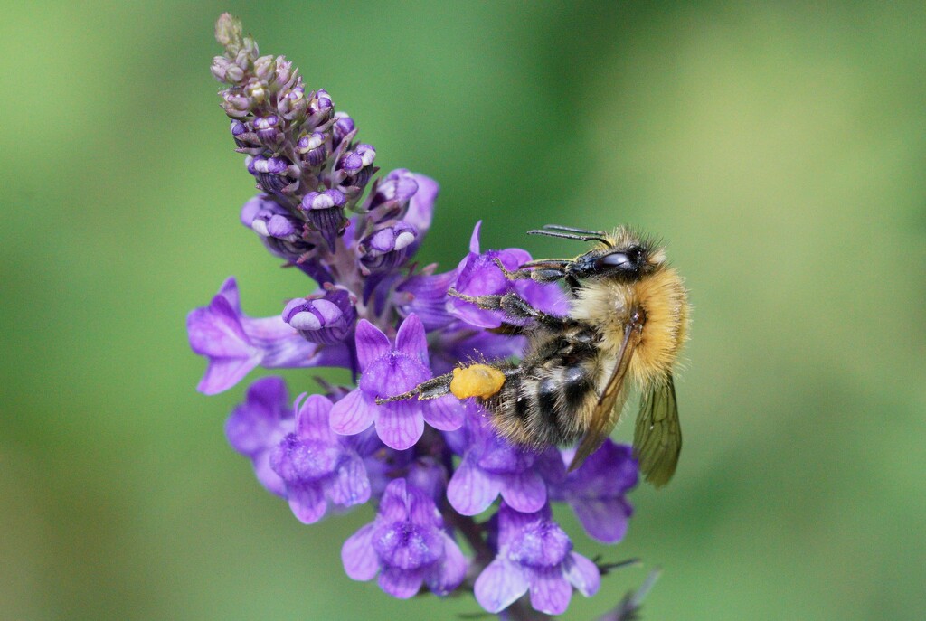 LAVENDER WITH A VISITOR by markp