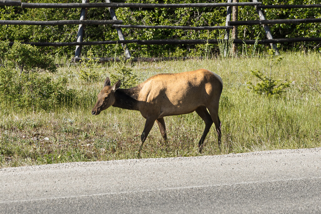 Good morning, Mrs. Elk by swchappell