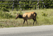 21st Jun 2024 - Good morning, Mrs. Elk