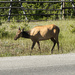 Good morning, Mrs. Elk