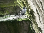 16th Jul 2024 - Noss Head