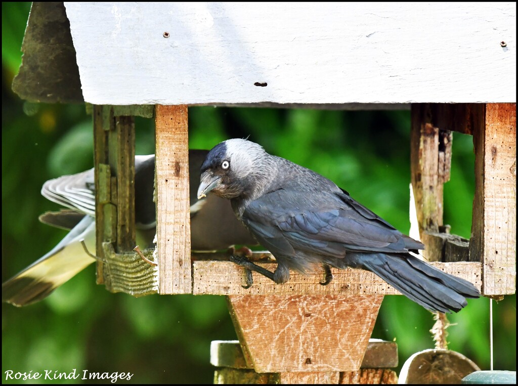 Sharing with the pigeon by rosiekind