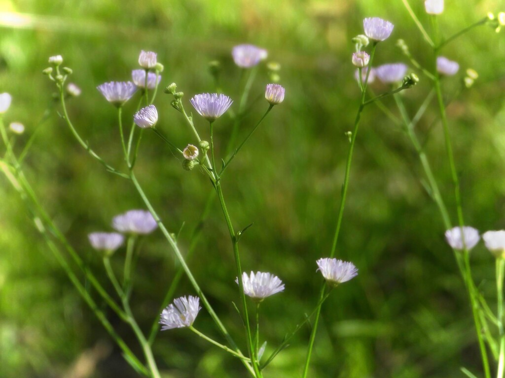 Daisy fleabane... by marlboromaam