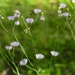 Daisy fleabane... by marlboromaam