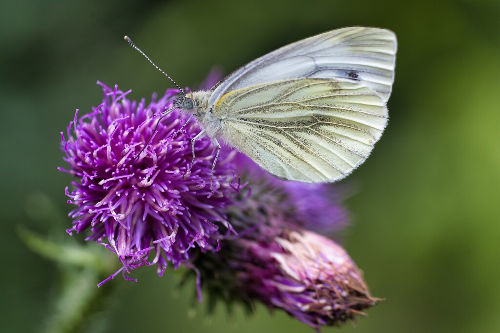 Butterfly on thistle  by okvalle