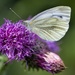 Butterfly on thistle  by okvalle