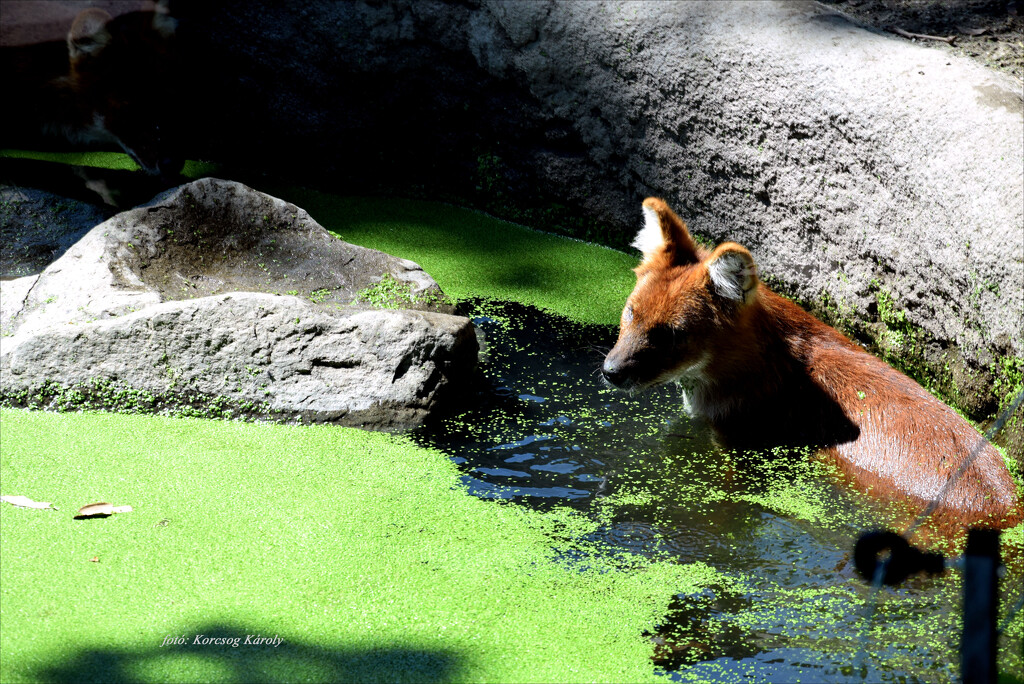 A walk in the zoo by kork