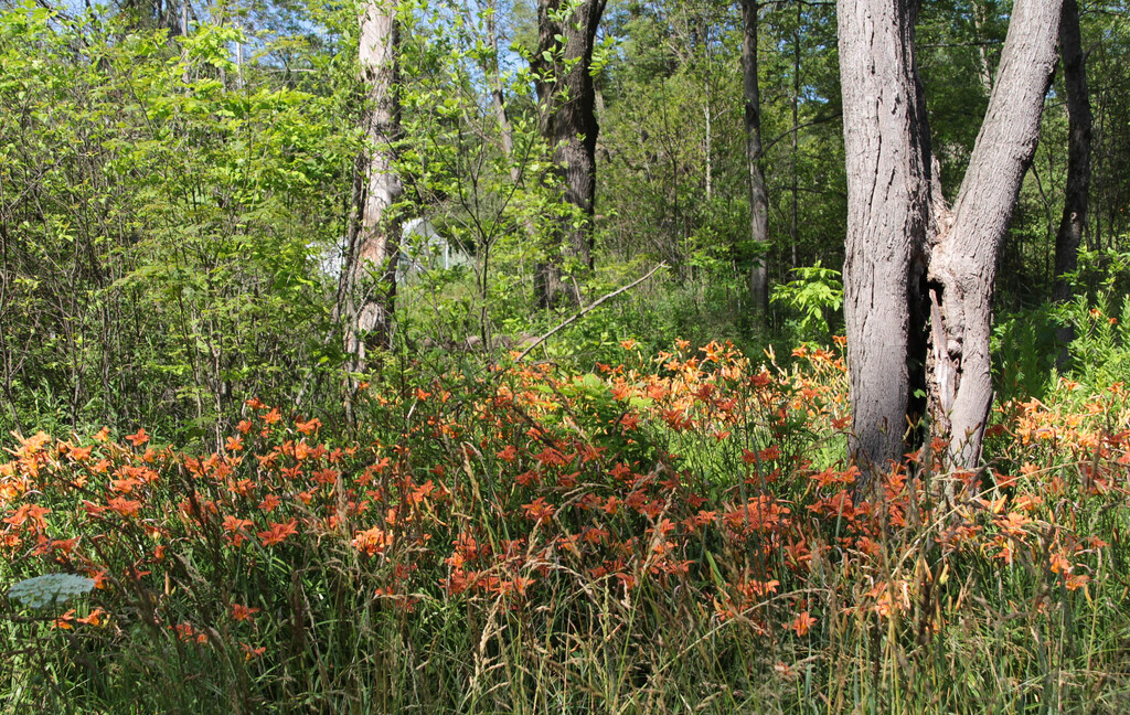 A field of lilies by mittens