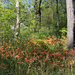 A field of lilies by mittens