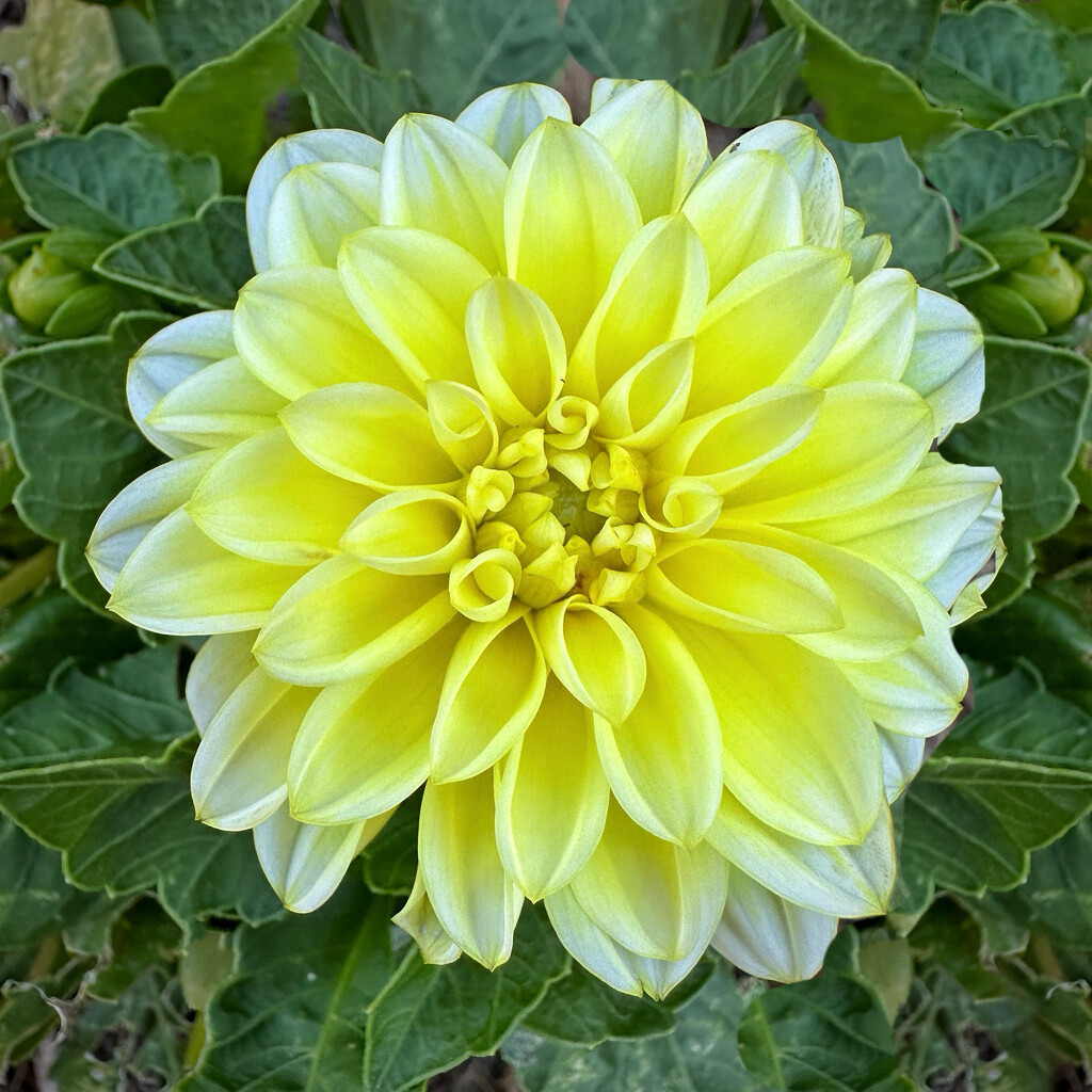 Original Dahlia by shutterbug49