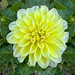 Original Dahlia by shutterbug49