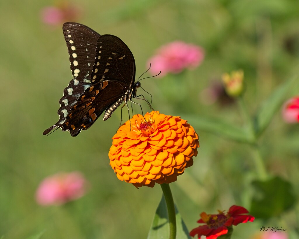 LHG_2117 Pipevine found the zinnias by rontu