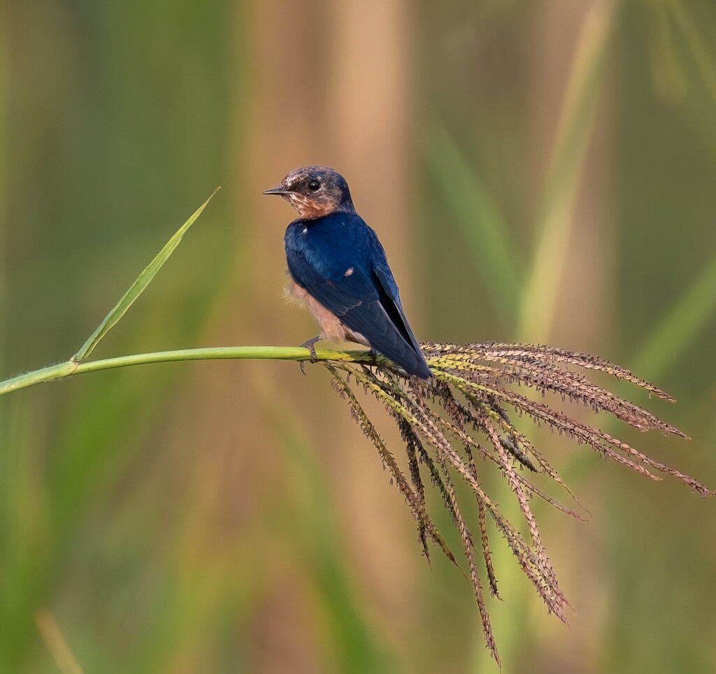 Barn Swallows  by nicoleweg