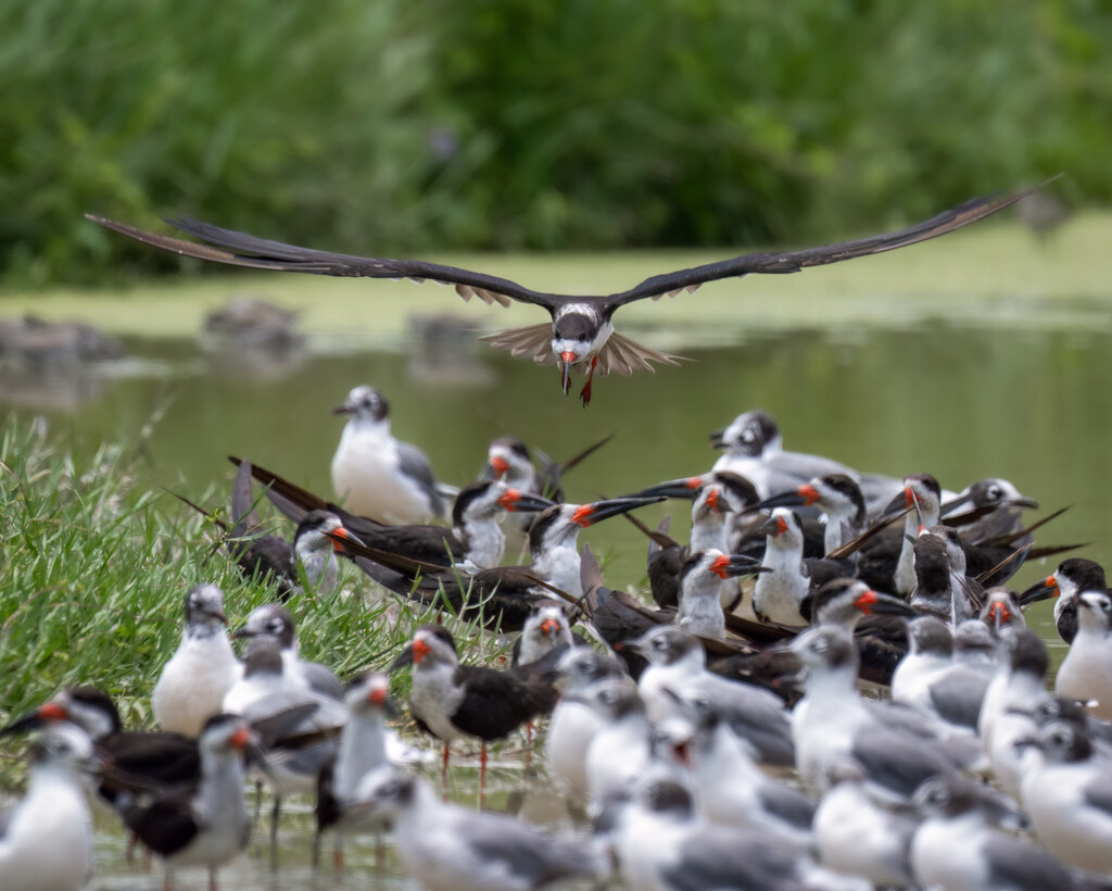 Black Skimmer  by nicoleweg