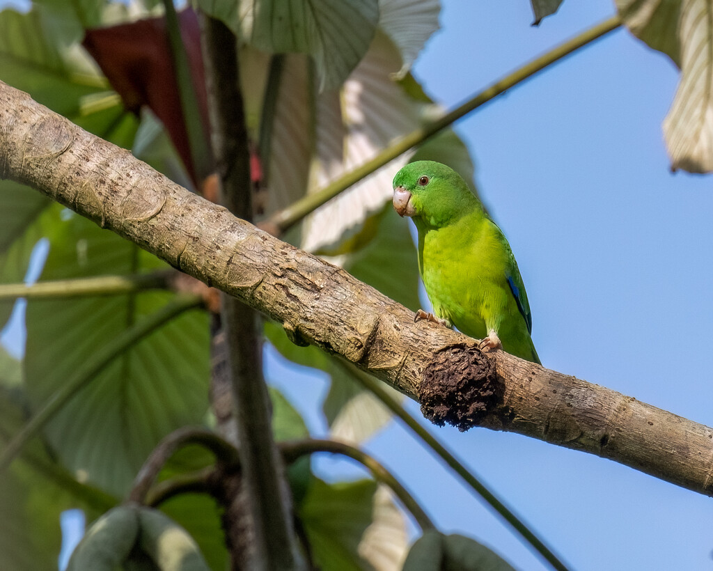 Dusky-billed Parrotlet  by nicoleweg