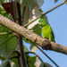 Dusky-billed Parrotlet  by nicoleweg