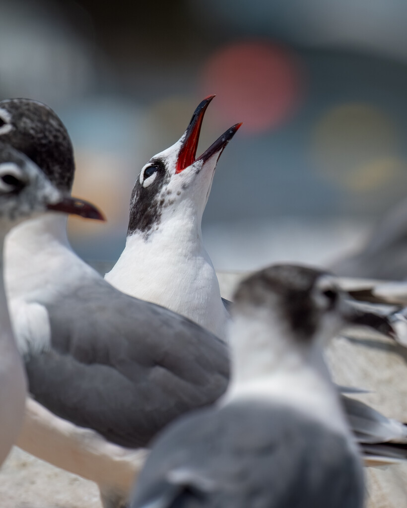 Franklin's Gull  by nicoleweg