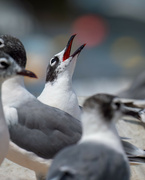 3rd Jul 2024 - Franklin's Gull 