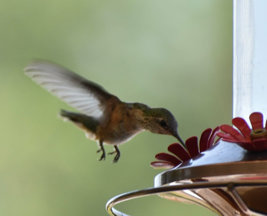 Hummer #3...and My Fav by bjywamer