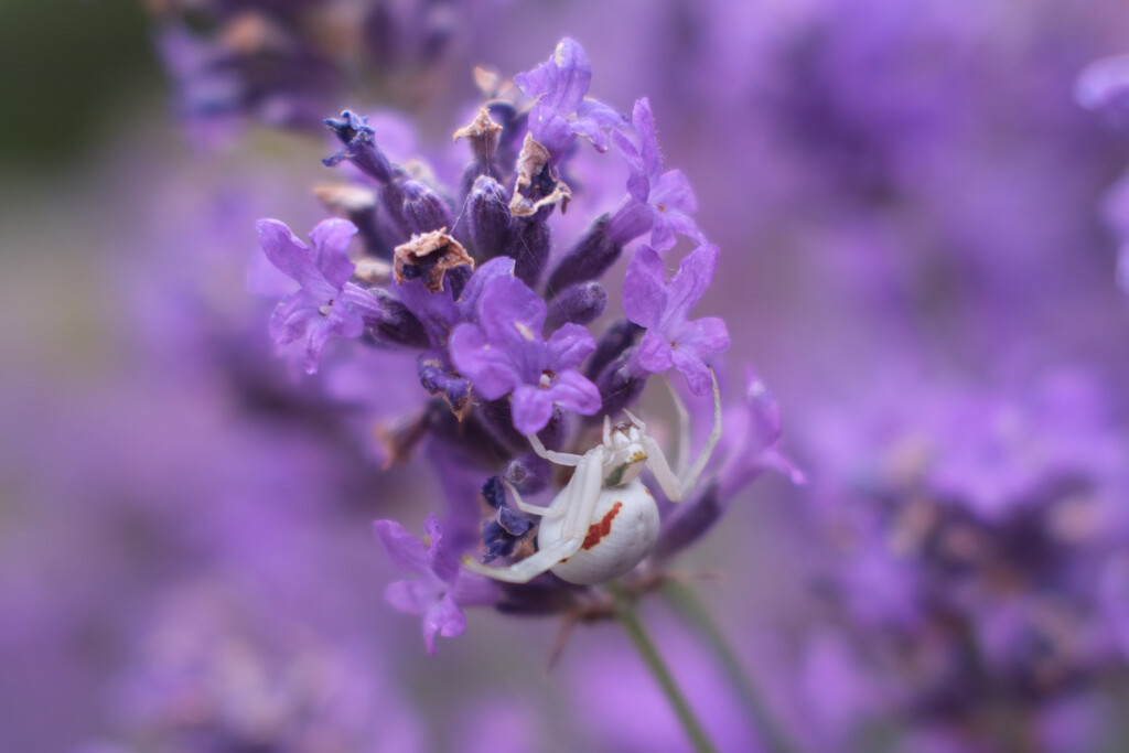 Crab Spider by plebster