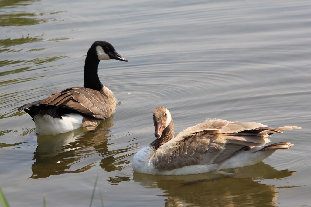 A Blond Goose? by pirish