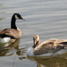 A Blond Goose? by pirish