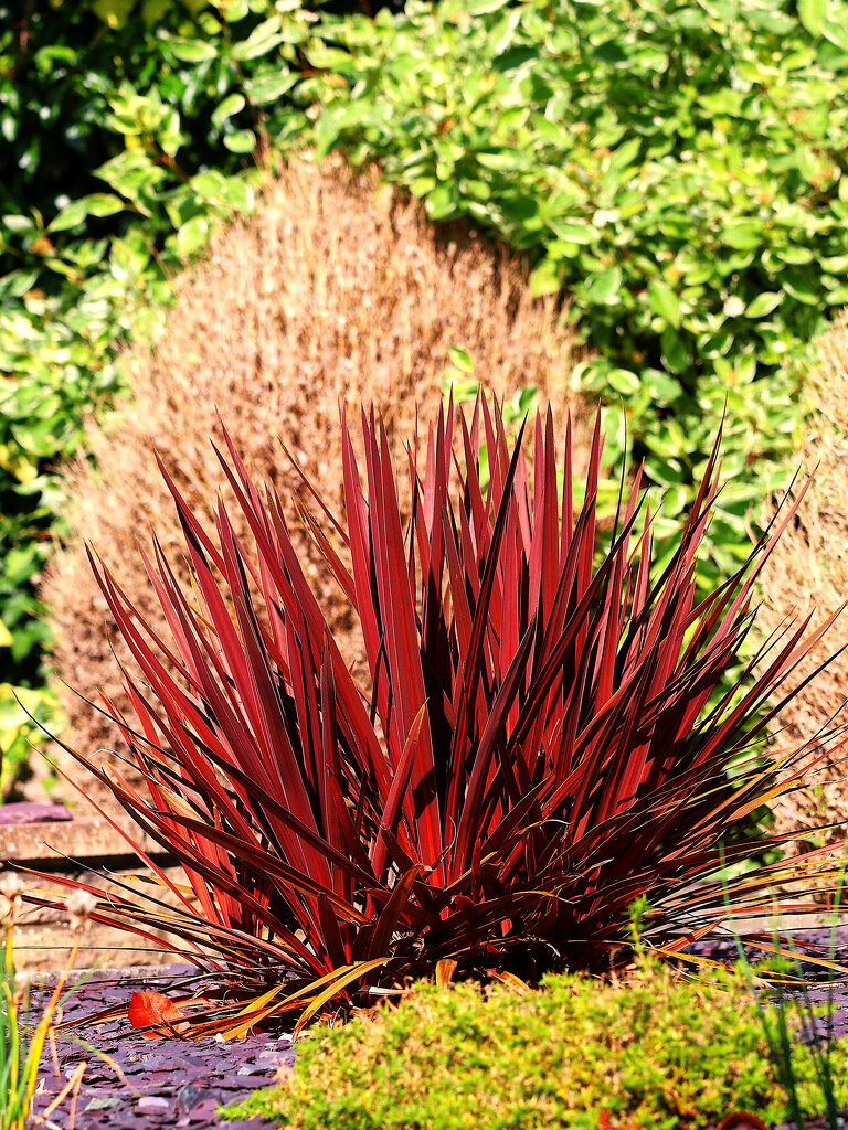 Cabbage-palm by neil_ge