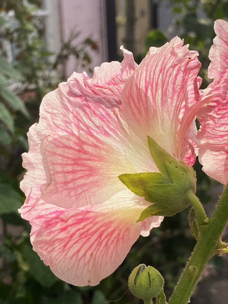 Back of a backlit Hollyhock by 365anne