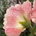 Back of a backlit Hollyhock by 365anne