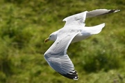 16th Jul 2024 - Jonathan Livingston Seagull, ...