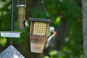 16th Jul 2024 - Red Belly Woodpecker