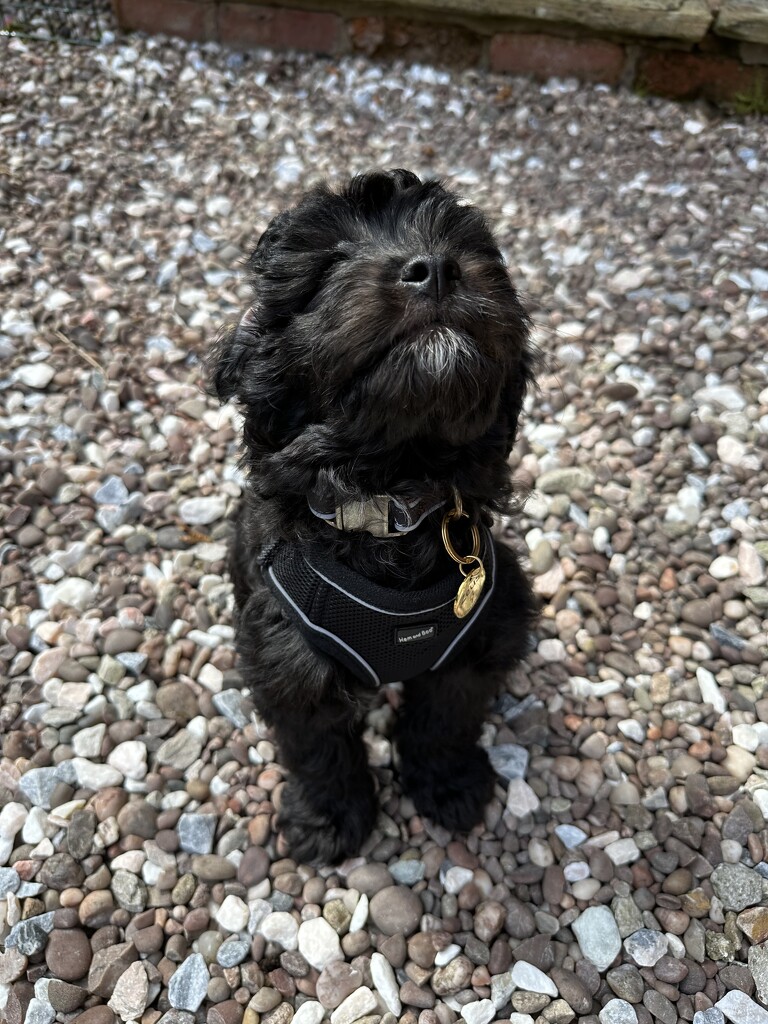 I’m ready for walkies on Friday  by wendystout